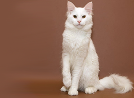 белый окрас