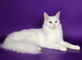 белый окрас