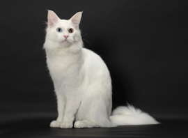 белый окрас