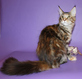 мраморная черепаха