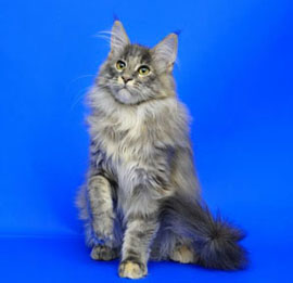 голубокремка