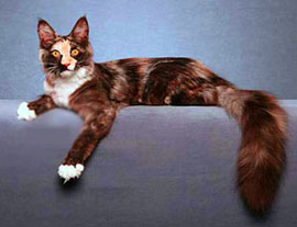 черепаха с белым