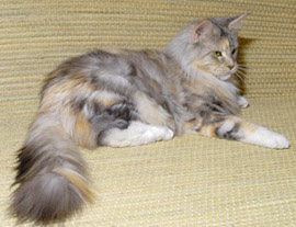 серебряная черепаха