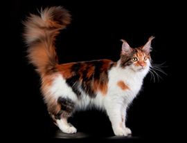 мейн кун черепаха