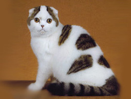 окрас арлекин