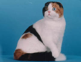 арлекин окрас