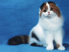 кошка арлекин