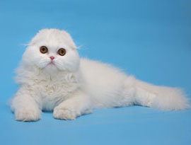 белый солид