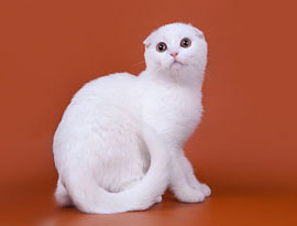 кошка белый солид