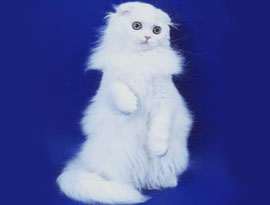 белый котенок