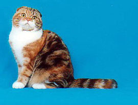 кот биколор