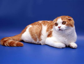 окрас би-колор