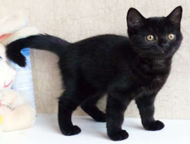 котенок шотландский черный