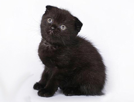 котенок черный солид