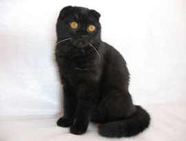 окрас черный солидный