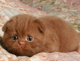 окрас коричневый