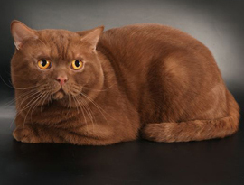 циннамон окрас