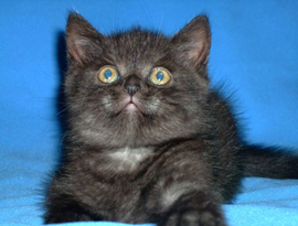 котенок шотландский дымчатый