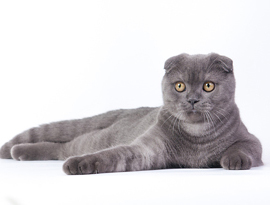 голубой дымчатый