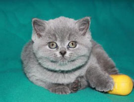 голубой солид