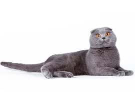 кошка голубого окраса