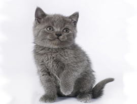 котнок шотландский голубой
