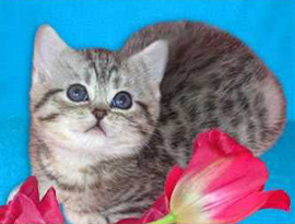 голубой тэбби