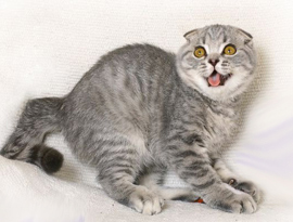 тебби голубой