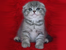 котенок окраса голубой тэбби