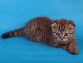 коричневый тэбби