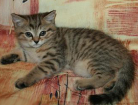 котенок окраса коричневый тебби