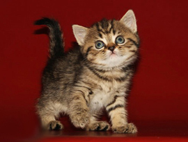 тэбби коричневый