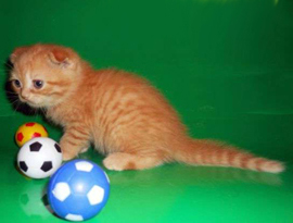 красный тебби