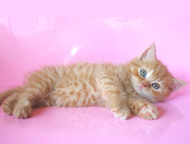 красный тебби окрас