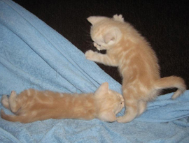 окрас кремовый тэбби