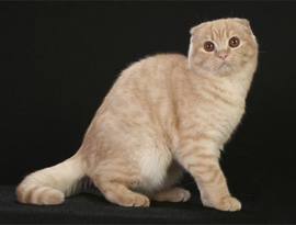 кремовый тебби окрас