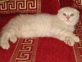 котенок кремовый тэбби