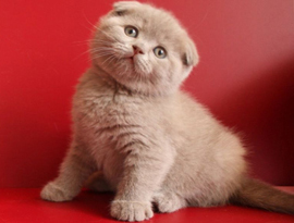 лиловый солидный