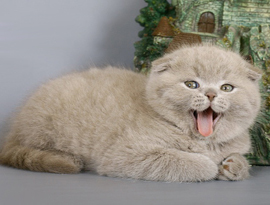 лиловый солидный котенок