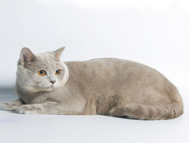 окрас лиловый солид