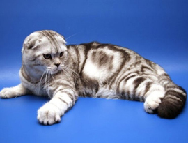 окрас мраморный