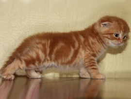 котенок мраморный тэбби