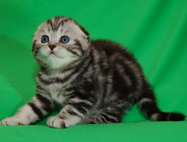 классический тэбби мрамор