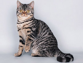 шотландская тэбби