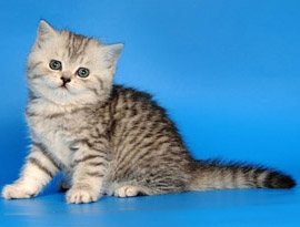 котенок тэбби полосатый