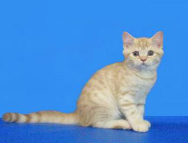 котенок окраса тебби