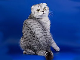 кот с окрасом тэбби