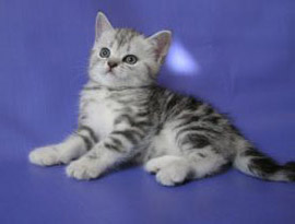 серебряный тэбби