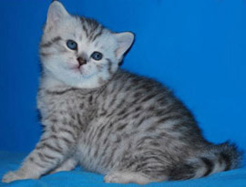 шотландский котенок окраса серебряный тэбби