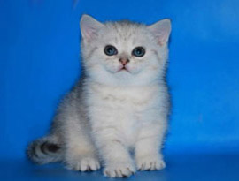 котенок серебряный